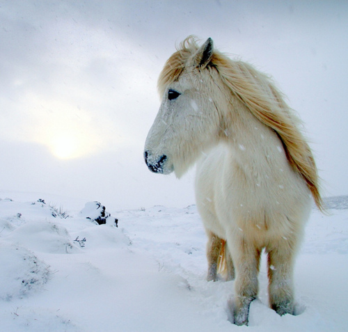 Help your horse keep a short hair coat in the winter | DEC 